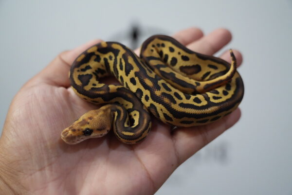 Mojave Leopard Cinnamon Yellow Belly Clown