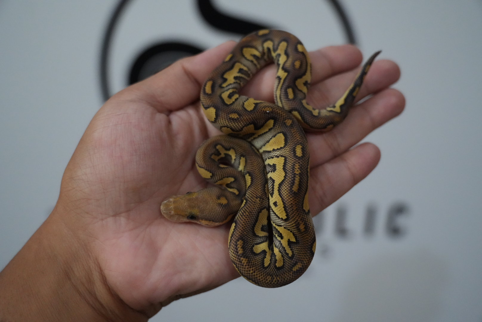 Mojave Clown