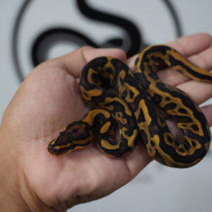 Mojave Leopard Yellow Belly Het Clown