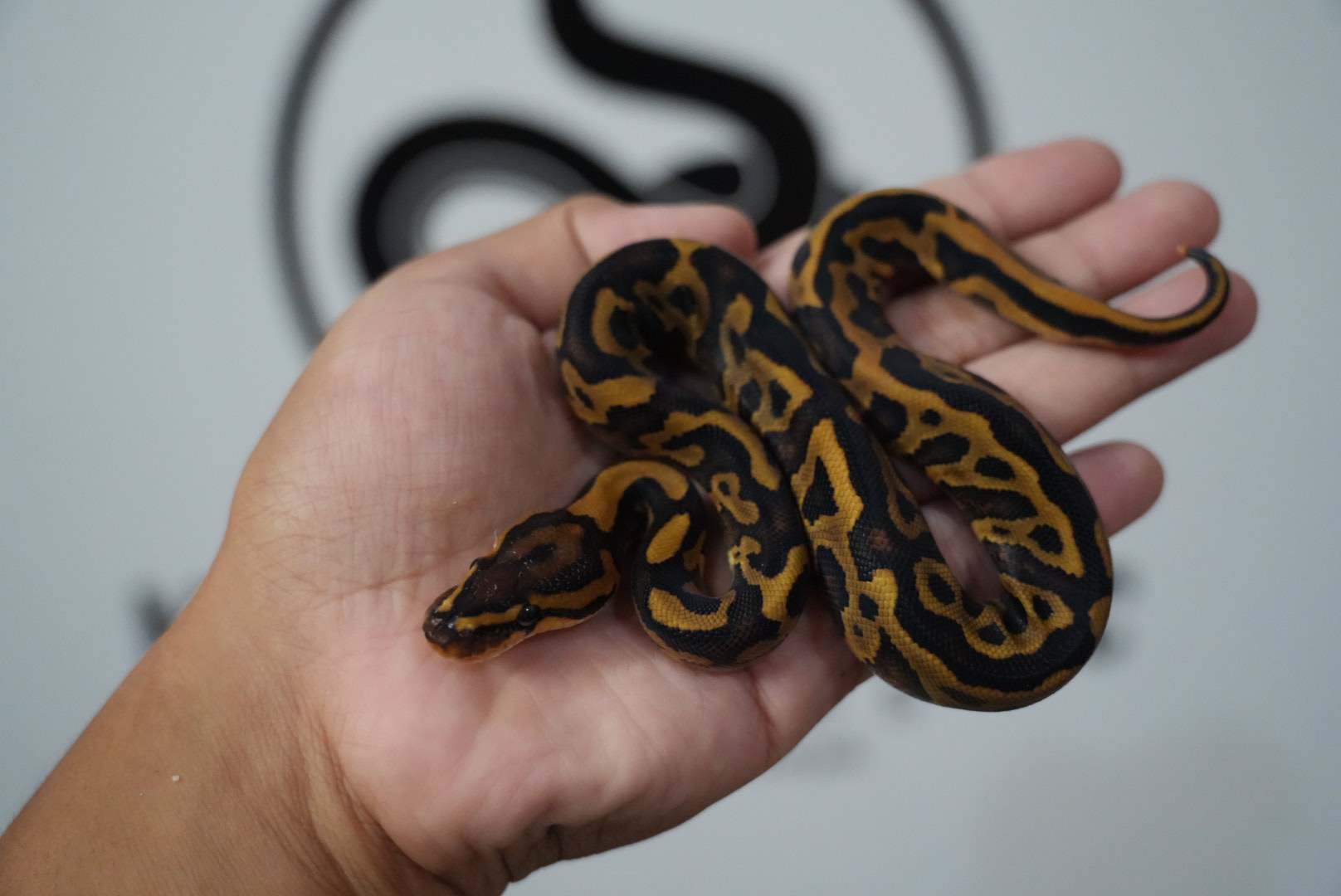 Mojave Leopard Yellow Belly Het Clown