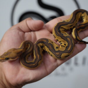 Mojave Leopard Yellow Belly Clown