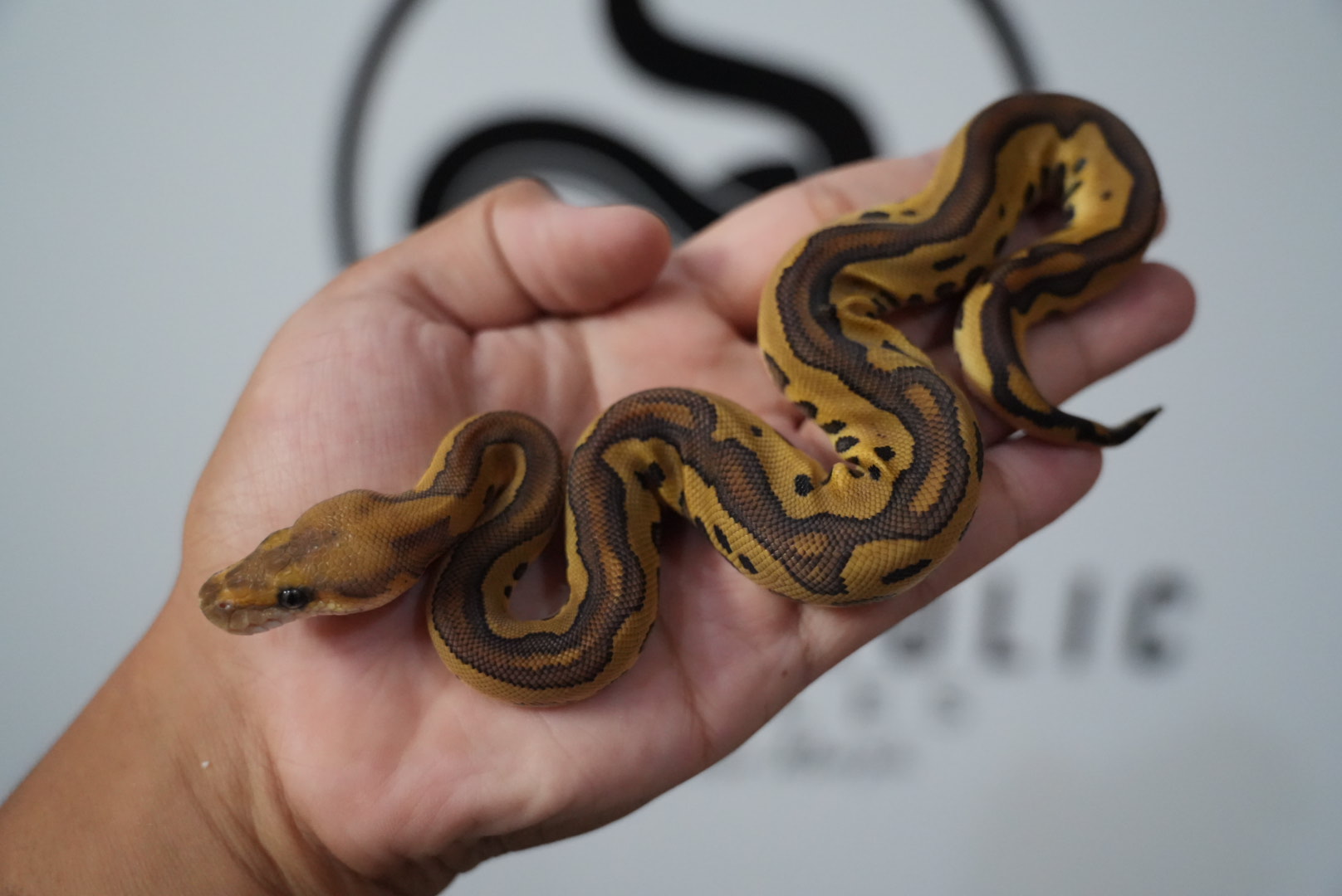 Mojave Leopard Yellow Belly Clown